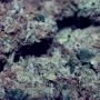 Lemon Zushi Feminized by Terp Treez Seed Co THC Content Potency Strength CBD Height Yield Flowering Time Indica Sativa Genetics