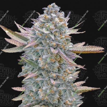 Lemon Zushi Feminized Marijuana Strain by Terp Treez Seed Co For Sale Online at Cannabis Seeds Outlet