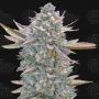 Lemon Zushi Feminized Marijuana Strain by Terp Treez Seed Co For Sale Online at Cannabis Seeds Outlet