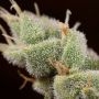 Terp Treez Seed Co Cannabis Strain Bizcoffi Feminized Marijuana Seeds Original Collector Souvenir Authentic Packaging Packs