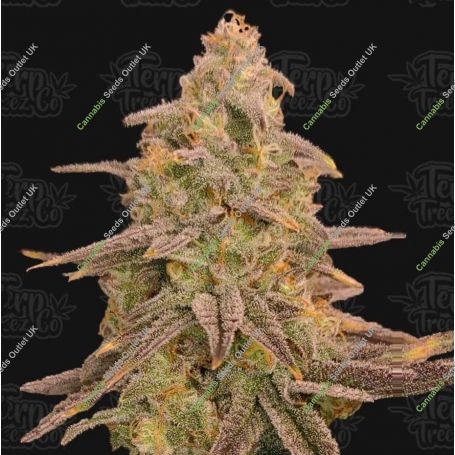 Bizcoffi Feminized Marijuana Strain by Terp Treez Seed Co For Sale Online at Cannabis Seeds Outlet