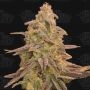 Bizcoffi Feminized Marijuana Strain by Terp Treez Seed Co For Sale Online at Cannabis Seeds Outlet
