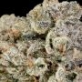 Terp Treez Seed Co Bizcoffi Smoke Buds Weed Ganja Skunk Dope Pot Images Pics Nuggets
