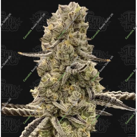 Mochi Mints Feminized Marijuana Strain by Terp Treez Seed Co For Sale Online at Cannabis Seeds Outlet