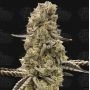Mochi Mints Feminized Marijuana Strain by Terp Treez Seed Co For Sale Online at Cannabis Seeds Outlet