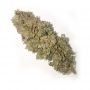 Terp Treez Seed Co Cannabis Strain Oreoz x Orange Punch Feminized Marijuana Seeds Original Collector Souvenir Authentic Packagin