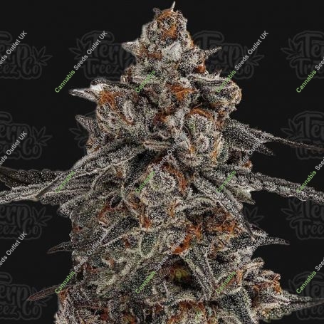 Oreoz x Orange Punch Feminized Marijuana Strain by Terp Treez Seed Co For Sale Online at Cannabis Seeds Outlet