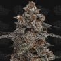 Oreoz x Orange Punch Feminized Marijuana Strain by Terp Treez Seed Co For Sale Online at Cannabis Seeds Outlet