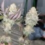 Terp Treez Seed Co Oreoz x Orange Punch Smoke Buds Weed Ganja Skunk Dope Pot Images Pics Nuggets
