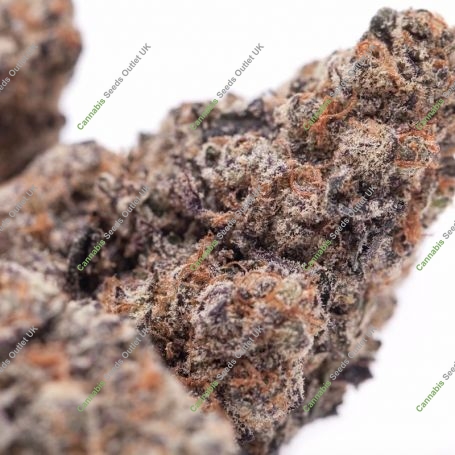 Mochi x Zombie Kush Feminized Marijuana Strain by Ripper Seeds For Sale Online at Cannabis Seeds Outlet