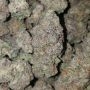 Triton Biscotto Lime Feminized by Superior Seedstockers THC Content Potency Strength CBD Height Yield Flowering Time Indica Sati