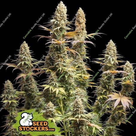 Triton Biscotto Lime Feminized Marijuana Strain by Superior Seedstockers For Sale Online at Cannabis Seeds Outlet