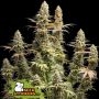 Triton Biscotto Lime Feminized Marijuana Strain by Superior Seedstockers For Sale Online at Cannabis Seeds Outlet