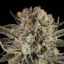 Superior Seedstockers Triton Biscotto Lime Auto Smoke Buds Weed Ganja Skunk Dope Pot Images Pics Nuggets