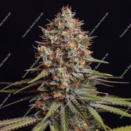 Triton Biscotto Lime Auto Feminized Marijuana Strain by Superior Seedstockers For Sale Online at Cannabis Seeds Outlet