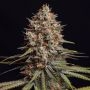 Triton Biscotto Lime Auto Feminized Marijuana Strain by Superior Seedstockers For Sale Online at Cannabis Seeds Outlet