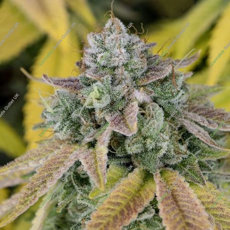 Gushers Feminized Marijuana Strain by Cali Weed For Sale Online at Cannabis Seeds Outlet