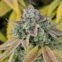 Gushers Feminized Marijuana Strain by Cali Weed For Sale Online at Cannabis Seeds Outlet