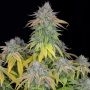 Cali Weed Gushers Smoke Buds Weed Ganja Skunk Dope Pot Images Pics Nuggets