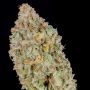 Gushers Feminized Marijuana Seeds by Cali Weed Buy Online Cheap Discounted Feminised Female Cannabis Seeds Special Offers