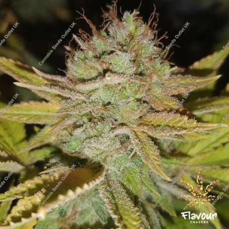 Apple Fritters Feminized Marijuana Strain by Flavour Chasers For Sale Online at Cannabis Seeds Outlet