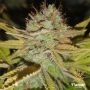 Apple Fritters Feminized Marijuana Strain by Flavour Chasers For Sale Online at Cannabis Seeds Outlet