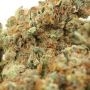 Apple Fritters Feminized by Flavour Chasers THC Content Potency Strength CBD Height Yield Flowering Time Indica Sativa Genetics