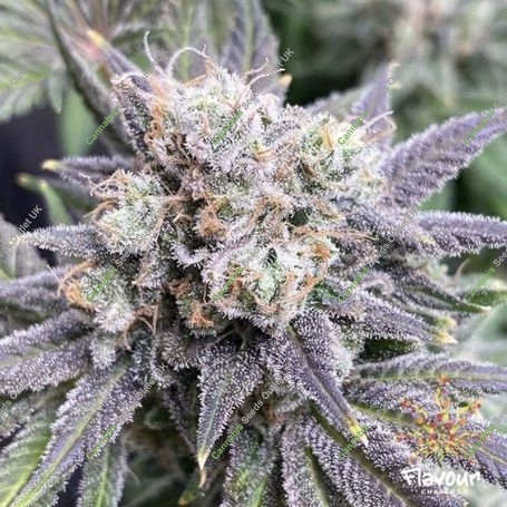 Black Cherry Soda Feminized Marijuana Strain by Flavour Chasers For Sale Online at Cannabis Seeds Outlet