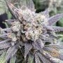 Black Cherry Soda Feminized Marijuana Strain by Flavour Chasers For Sale Online at Cannabis Seeds Outlet