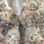 Black Cherry Soda Feminized by Flavour Chasers THC Content Potency Strength CBD Height Yield Flowering Time Indica Sativa Geneti