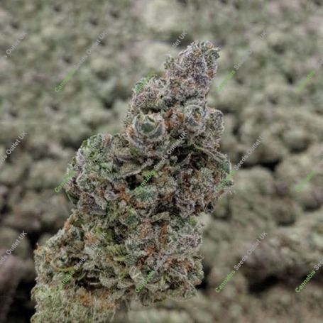 Banana Zkittlez Feminized Marijuana Strain by Flavour Chasers For Sale Online at Cannabis Seeds Outlet