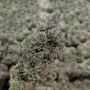Banana Zkittlez Feminized Marijuana Strain by Flavour Chasers For Sale Online at Cannabis Seeds Outlet