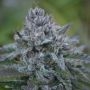 Flavour Chasers Cannabis Strain Banana Zkittlez Feminized Marijuana Seeds Original Collector Souvenir Authentic Packaging Packs