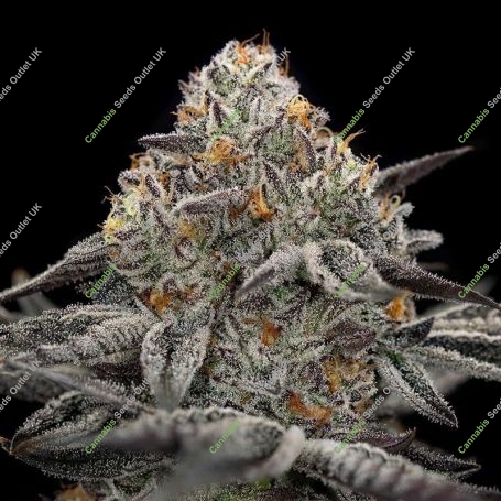 Oreoz Feminized Marijuana Strain by Cali Weed For Sale Online at Cannabis Seeds Outlet