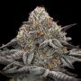 Oreoz Feminized Marijuana Strain by Cali Weed For Sale Online at Cannabis Seeds Outlet