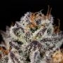 Oreoz Feminized by Cali Weed THC Content Potency Strength CBD Height Yield Flowering Time Indica Sativa Genetics
