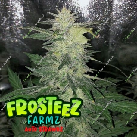 Strawbz Auto Feminized Marijuana Strain by Frosteez Farmz For Sale Online at Cannabis Seeds Outlet