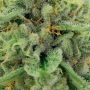 Frosteez Farmz Strawbz Auto Smoke Buds Weed Ganja Skunk Dope Pot Images Pics Nuggets