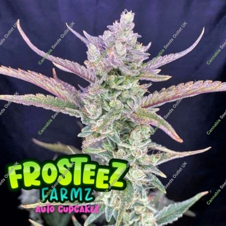 Cup Cakez Auto Feminized Marijuana Strain by Frosteez Farmz For Sale Online at Cannabis Seeds Outlet