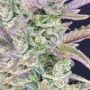 Frosteez Farmz Cup Cakez Auto Smoke Buds Weed Ganja Skunk Dope Pot Images Pics Nuggets
