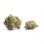 Frosteez Farmz Cannabis Strain PopTartz Auto Feminized Marijuana Seeds Original Collector Souvenir Authentic Packaging Packs