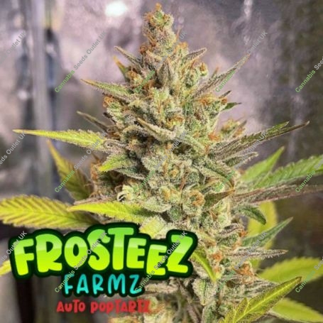 PopTartz Auto Feminized Marijuana Strain by Frosteez Farmz For Sale Online at Cannabis Seeds Outlet