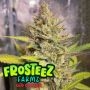 PopTartz Auto Feminized Marijuana Strain by Frosteez Farmz For Sale Online at Cannabis Seeds Outlet