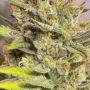Frosteez Farmz PopTartz Auto Smoke Buds Weed Ganja Skunk Dope Pot Images Pics Nuggets