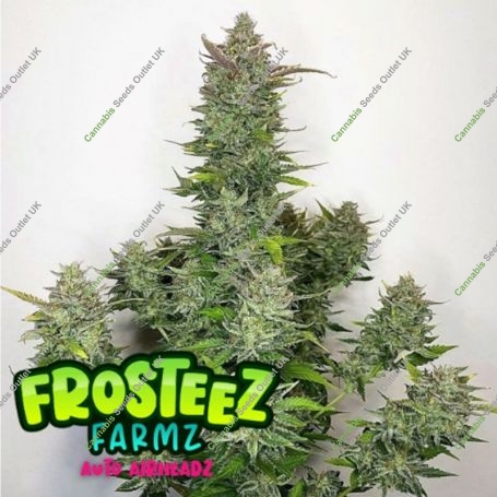 AirHeadz Auto Feminized Marijuana Strain by Frosteez Farmz For Sale Online at Cannabis Seeds Outlet