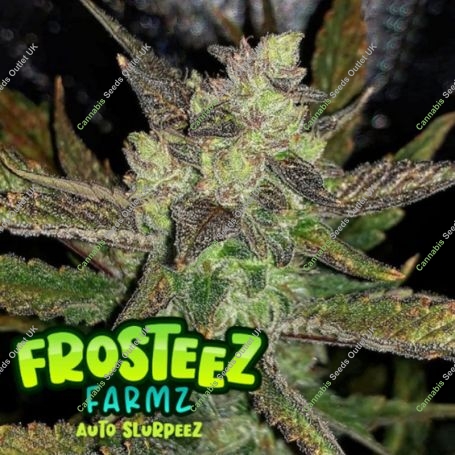 Slurpeez Auto Feminized Marijuana Strain by Frosteez Farmz For Sale Online at Cannabis Seeds Outlet