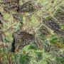 Frosteez Farmz Slurpeez Auto Smoke Buds Weed Ganja Skunk Dope Pot Images Pics Nuggets