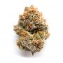 Frosteez Farmz Cannabis Strain StarBurzt Auto Feminized Marijuana Seeds Original Collector Souvenir Authentic Packaging Packs