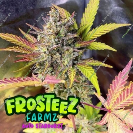 StarBurzt Auto Feminized Marijuana Strain by Frosteez Farmz For Sale Online at Cannabis Seeds Outlet