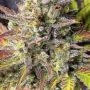 Frosteez Farmz StarBurzt Auto Smoke Buds Weed Ganja Skunk Dope Pot Images Pics Nuggets